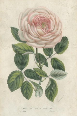 Van Houtte Pink Rose