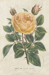 Van Houtte Yellow Rose