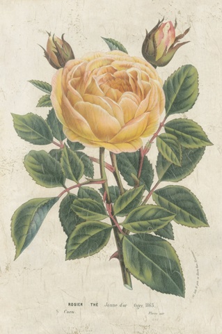 Van Houtte Yellow Rose