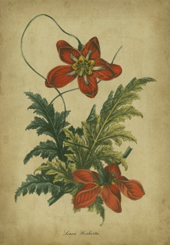 Vermilion Blooms III