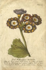 Vintage Auricula I
