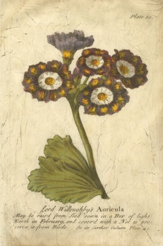 Vintage Auricula I