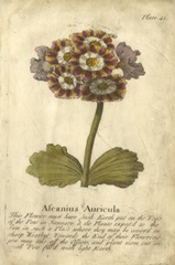 Vintage Auricula II