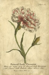 Vintage Carnation