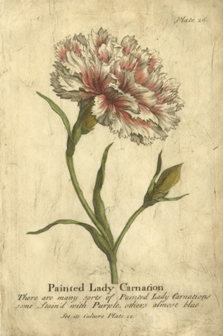 Vintage Carnation