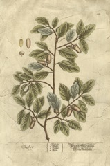 Vintage Foliage I
