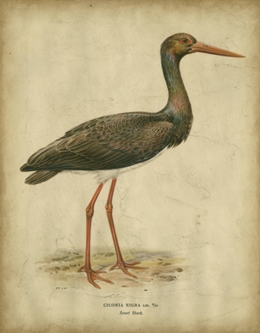 Vintage Heron I