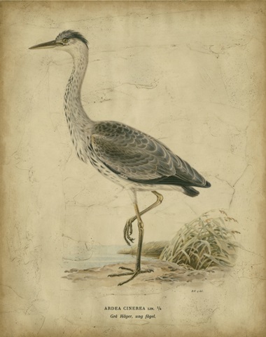Vintage Heron II