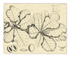 Vintage Leaf Study I