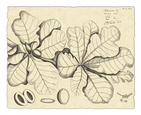 Vintage Leaf Study I