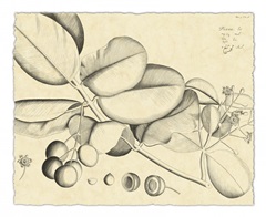 Vintage Leaf Study IV