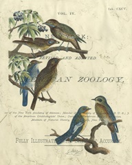 Vintage Ornithology I