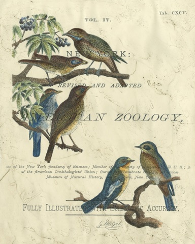 Vintage Ornithology I