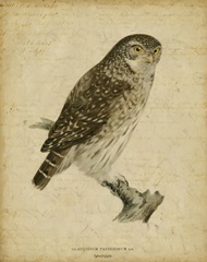 Vintage Owl