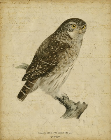 Vintage Owl