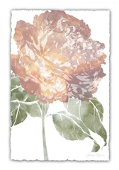 Watercolor Bloom I