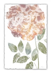 Watercolor Bloom III