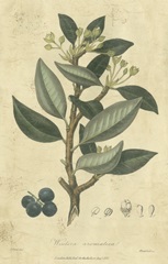 Woodland Foliage III