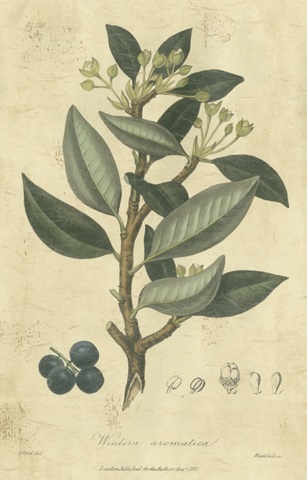 Woodland Foliage III