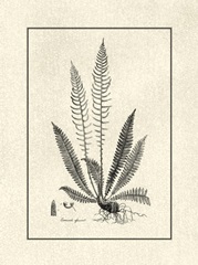 Crackled BandW Fern I