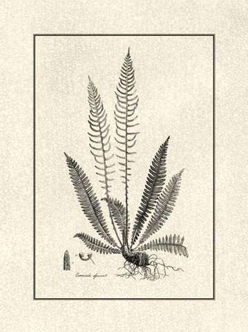Crackled BandW Fern I