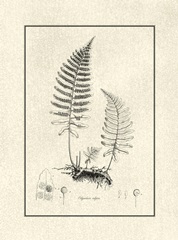 Crackled BandW Fern II