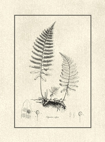 Crackled BandW Fern II