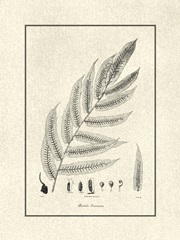 Crackled BandW Fern III