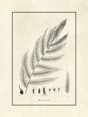 Crackled BandW Fern III