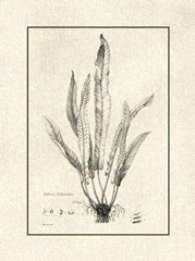 Crackled BandW Fern IV