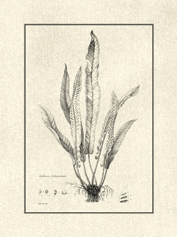 Crackled BandW Fern IV