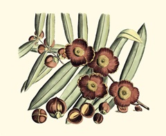 Crackled Van Rheet Botanical I