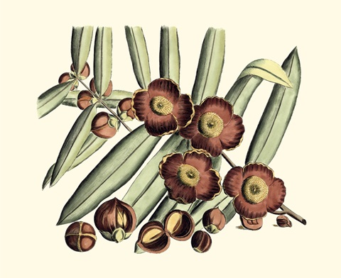 Crackled Van Rheet Botanical I