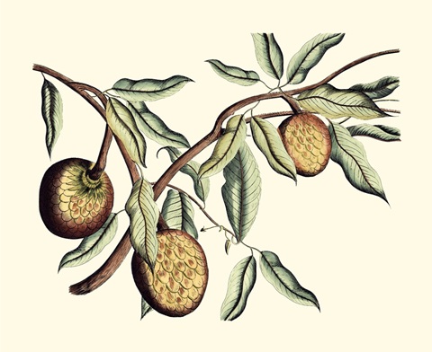 Crackled Van Rheet Botanical II