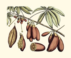 Crackled Van Rheet Botanical III