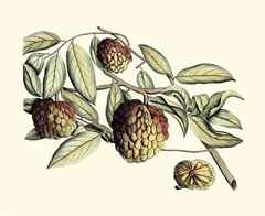 Crackled Van Rheet Botanical IV