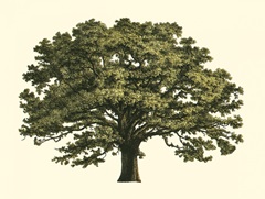 Oversize Elephant Tree