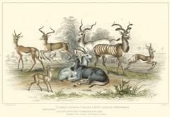 Antelope Varieties
