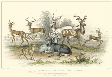 Antelope Varieties