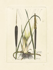 Antique Cattail I