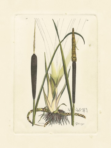 Antique Cattail I