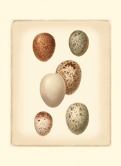 Bird Egg Study III