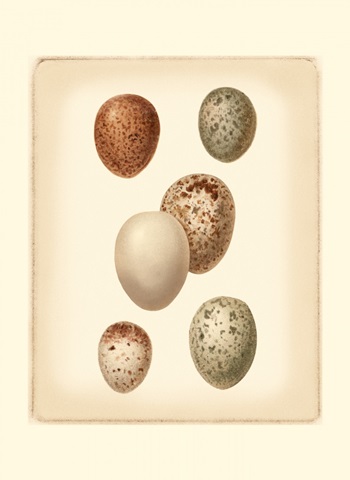 Bird Egg Study III