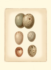 Bird Egg Study IV