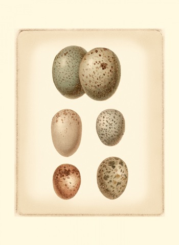 Bird Egg Study IV
