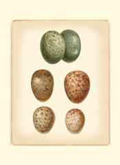 Bird Egg Study V
