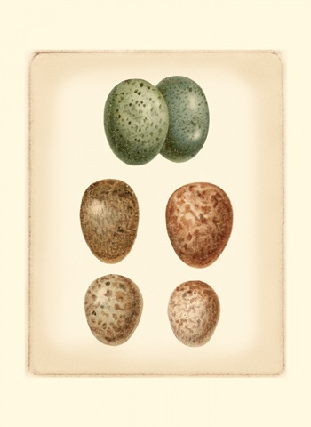 Bird Egg Study V