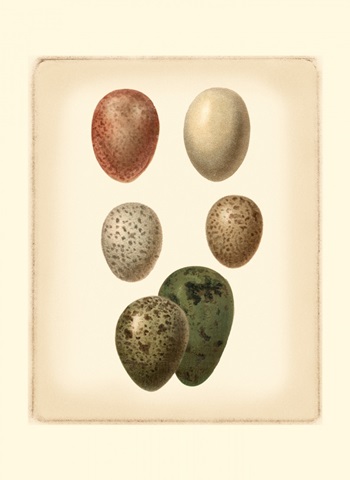 Bird Egg Study VI