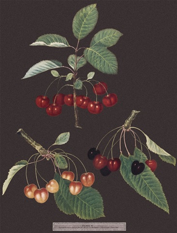 Brookshaw Cherries