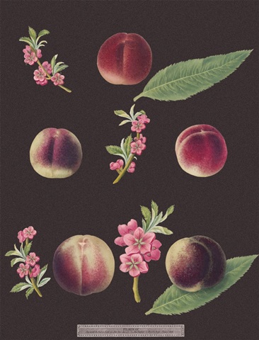 Brookshaw Peaches